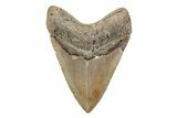 Bargain, 5.22" Fossil Megalodon Tooth - North Carolina - #201925-2